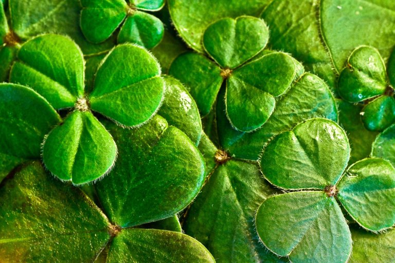 closeup of pile of clovers